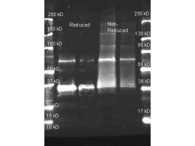Western Blot: Uricase Antibody [HRP] [NB100-2022] - Lane 1: purified Uricase under reducing conditions. Lane 2: purified Uricase under reducing conditions. Lane 3: purified Uricase under non-reducing conditions. Lane 4: purified Uricase under non-reducing conditions Load: ~1.0 ug (Lane 1 and 3) and 0.25 ug (Lane 2 and 4). Primary antibody: Uricase Peroxidase conjugated Antibody at 1:5,000 overnight at 4C. Secondary antibody: DyLight (TM) 649 goat secondary antibody at 1:10,000 for 90 min at RT. Block: 5% BLOTTO overnight at 4C. Predicted/Observed size: 58 kDa, 58 kDa for Uricase. Other band(s): Uricase splice variants and isoforms.